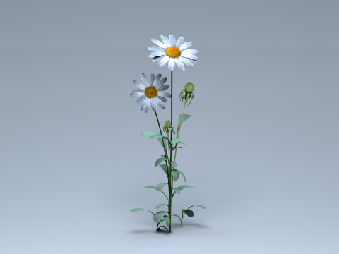 Daisy Flower Nature 3D Model