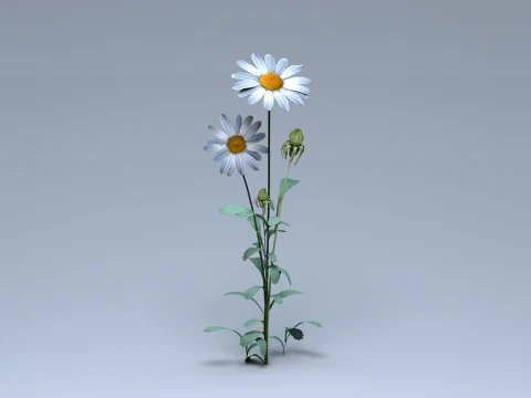Alam Bunga Daisy Model 3D