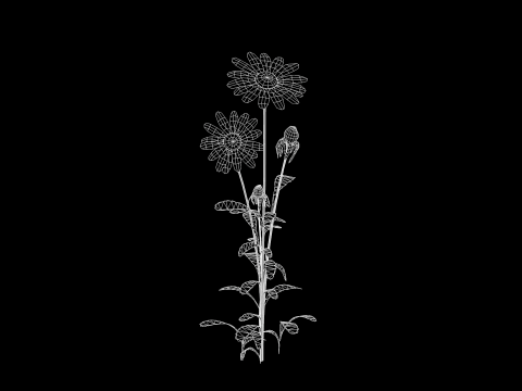 Daisy Flower Nature Model 3D