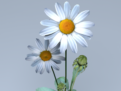 Daisy Flower Nature Model 3D