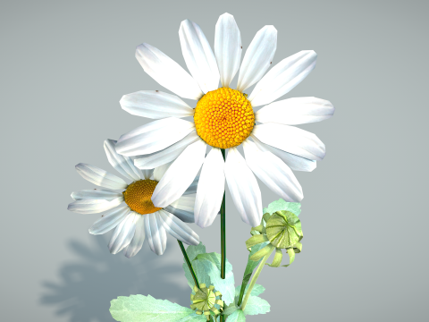 Daisy Flower Nature Model 3D