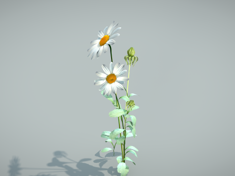 Daisy Flower Nature Model 3D