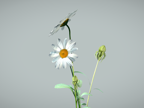 Daisy Flower Nature Model 3D
