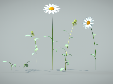 Daisy Flower Nature Model 3D