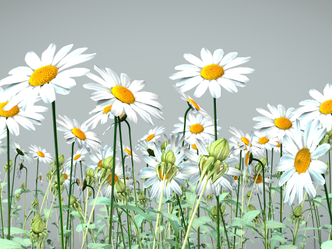 Daisy Flower Nature Model 3D