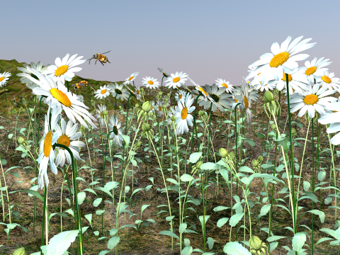 Daisy Flower Nature Model 3D