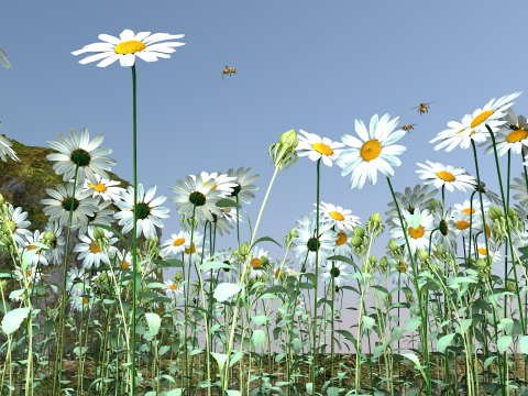 Daisy Flower Nature Model 3D