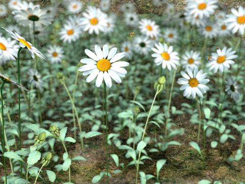 Daisy Flower Nature Model 3D