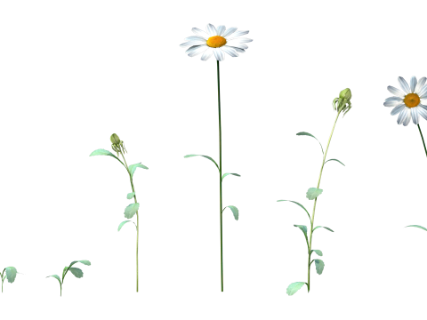 Daisy Flower Nature Model 3D