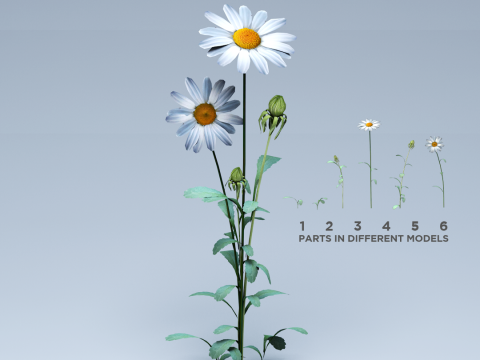 Daisy Flower Nature Model 3D