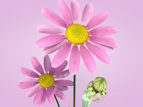 Margarida rosa 3D Model
