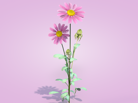 Margarida rosa Modelo 3D