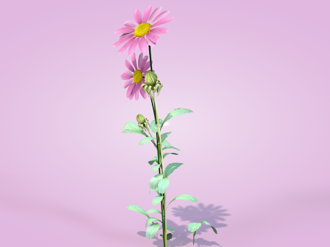 Margarida rosa Modelo 3D