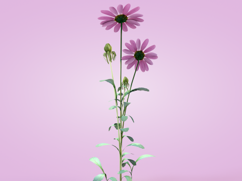 Margarida rosa Modelo 3D