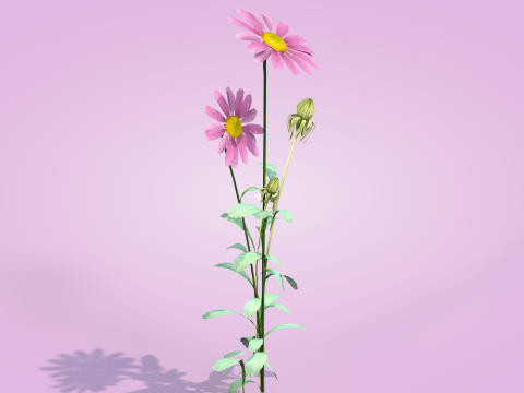 Margarida rosa Modelo 3D
