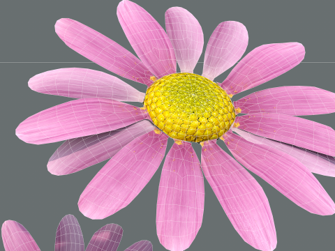 Margarida rosa Modelo 3D