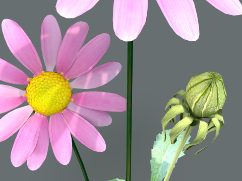 Margarida rosa Modelo 3D