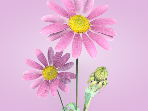 Margarida rosa Modelo 3D