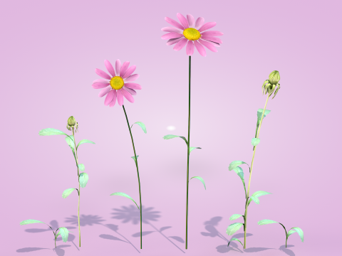 Margarida rosa Modelo 3D