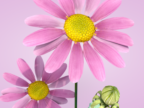 Margarida rosa Modelo 3D