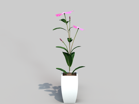 Fhower Vinca manipulada 3D 모델