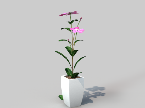 Fhower Vinca manipulada 3D Model