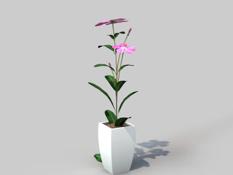 Fhower Vinca manipulada Modelo 3D