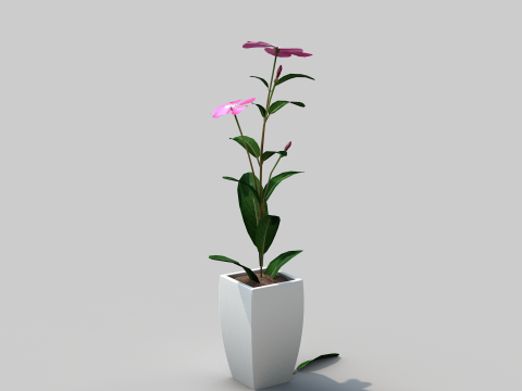 Fhower Vinca manipulada 3D Model