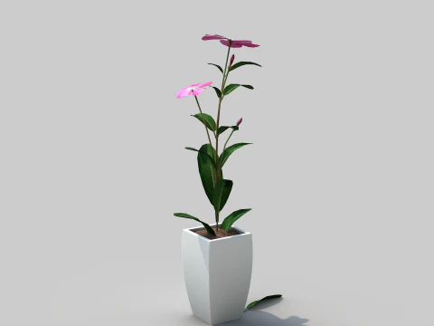 Fhower Vinca manipulada Modelo 3D