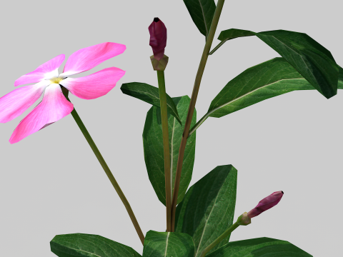 Fhower Vinca manipulada 3D Model