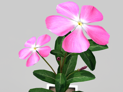 Fhower Vinca manipulada 3D Model