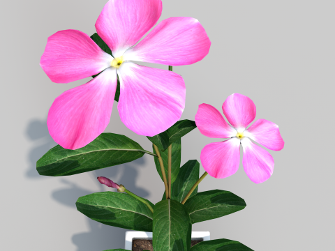 Fhower Vinca manipulada 3D Model