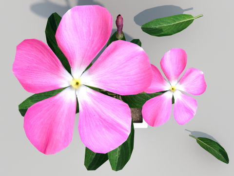 Fhower Vinca manipulada 3D Model