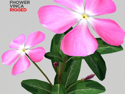 Fhower Vinca manipulada 3D Model