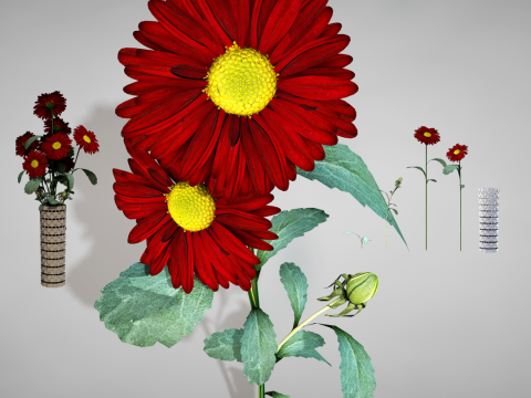 Flor Crisntemo Vermelho 3D Model