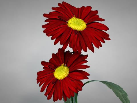 Flor Crisntemo Vermelho Modelo 3D