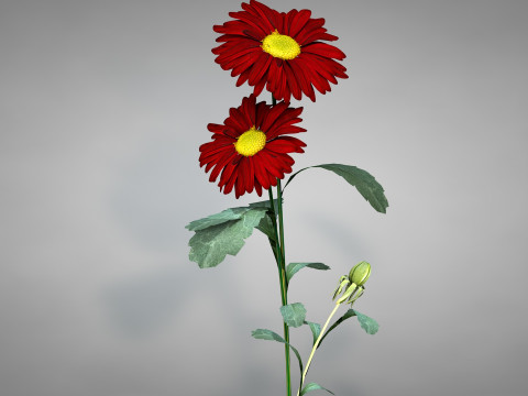 Flor Crisntemo Vermelho Modelo 3D