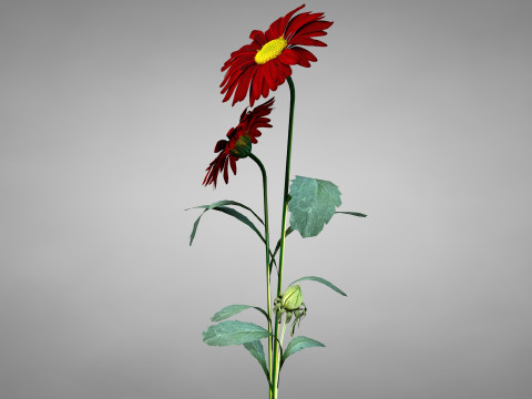 Flor Crisntemo Vermelho Modelo 3D