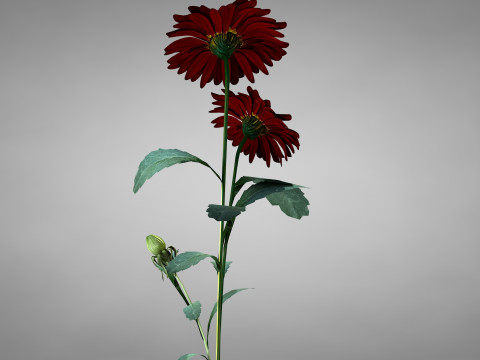 Flor Crisntemo Vermelho Modelo 3D