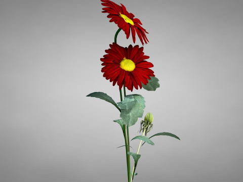 Flor Crisntemo Vermelho Modelo 3D