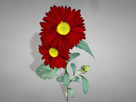 Flor Crisntemo Vermelho Modelo 3D