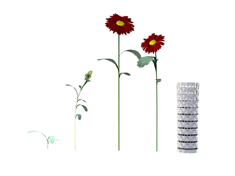 Flor Crisntemo Vermelho Modelo 3D