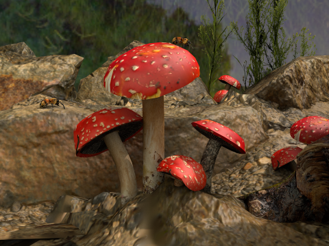 Cogumelos Red Cap Modelo 3D