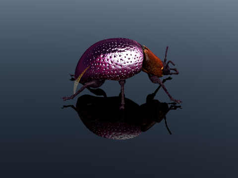 Besouro Inseto Modelo 3D