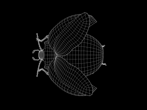 Besouro Inseto Modelo 3D