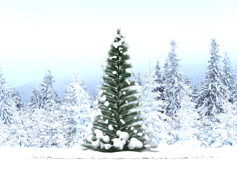 Pine Tree in The Snow 3D मॉडल