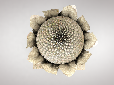 Roman Pine Cone Sculpture 3D 模型