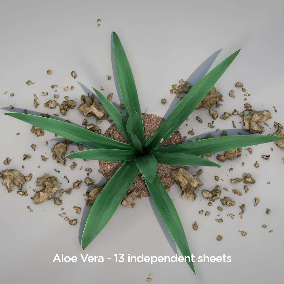 Plant Aloe Vera 3D Model .c4d .max .obj .3ds .fbx .stl .blend 