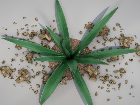 Plant Aloe Vera 3D Model