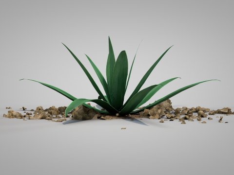 Plant Aloe Vera 3D Model